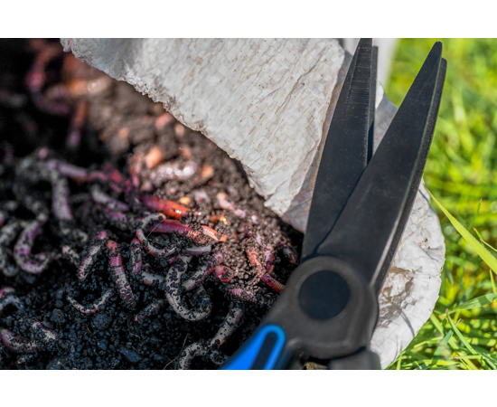 Worm Scissors